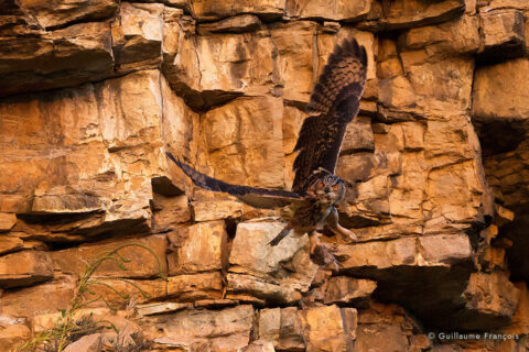 Hibou-grand-duc-europe-predation-herisson-sentinelle-guillaume-francois-photographe-nature-animalier © Guillaume François