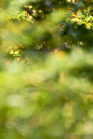 Hibou-grand-duc-europe-regard-sentinelle-guillaume-francois-photographe-nature-animalier © Guillaume François