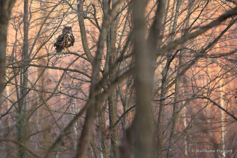Hibou-grand-duc-europe-sentinelle-guillaume-francois-photographe-nature-animalier © Guillaume François
