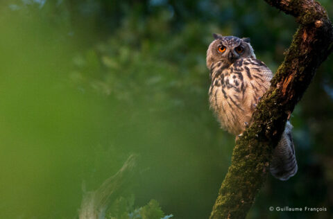 Hibou-grand-duc-europe-sentinelle-portrait-guillaume-francois-photographe-nature-animalier © Guillaume François