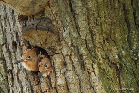 huppe-fasciée-guillaume-francois-photographe-nature-animalier © Guillaume François