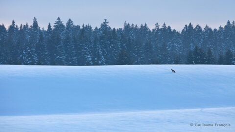 renard-roux-neige-hiver-guillaume-francois-photographe-nature-animalier.jpg © Guillaume François