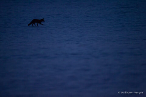 renard-roux-neige-hiver-guillaume-francois-photographe-nature-animalier.jpg © Guillaume François