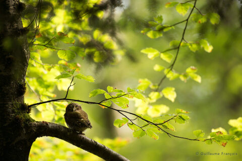 jeune-chouette-chevechette-guillaume-francois-photographe-nature-animalier © Guillaume François