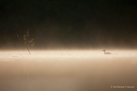 jeune-grebe-huppe-guillaume-francois-photographe-nature-sauvage-animalier-naturaliste © Guillaume François
