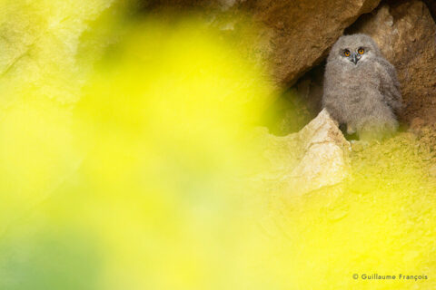 Jeune-Hibou-grand-duc-europe-sentinelle-guillaume-francois-photographe-nature-animalier © Guillaume François