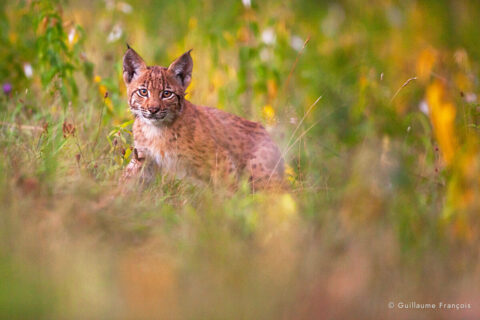 jeune-lynx-boreal-sauvage-jura-guillaume-francois-photographe-nature-animalier-2 © Guillaume François