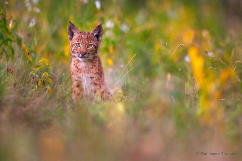 jeune-lynx-boreal-sauvage-jura-guillaume-francois-photographe-nature-animalier.-3jpg © Guillaume François
