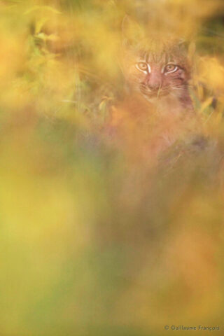 jeune-lynx-boreal-sauvage-jura-guillaume-francois-photographe-nature-animalier © Guillaume François