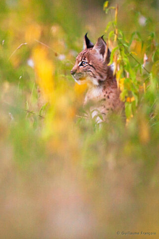 jeune-lynx-boreal-sauvage-portrait-guillaume-francois-photographe-nature-animalier © Guillaume François