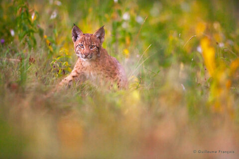 jeune-lynx-boreal-sauvage-portrait-jura-guillaume-francois-photographe-nature-animalier-4 © Guillaume François