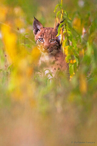 jeune-lynx-boreal-sauvage-portrait-jura-guillaume-francois-photographe-nature-animalier © Guillaume François