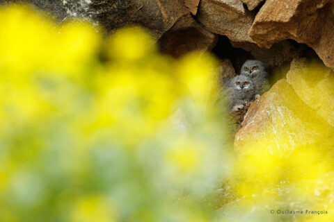 Jeunes-Hibou-grand-duc-europe-sentinelle-guillaume-francois-photographe-nature-animalier © Guillaume François