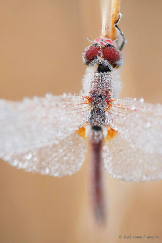libellule-sanguine-sympetrum-sanguine-guillaume-francois-photographe-nature-sauvage-animalier-naturaliste © Guillaume François