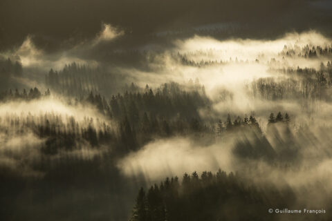 lumiere-foret-jura-guillaume-francois-photographe-nature-animalier © Guillaume François