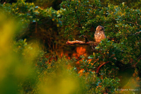 lumiere-Hibou-grand-duc-europe-sentinelle-guillaume-francois-photographe-nature-animalier © Guillaume François