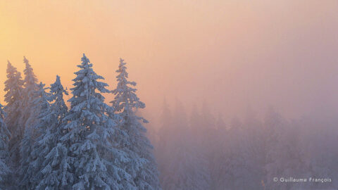 lumiere-neige-hiver-guillaume-francois-photographe-nature-animalier-sauvage © Guillaume François