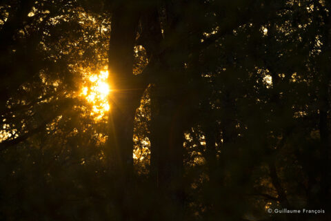 lumiere-soleil-arbre-guillaume-francois-photographe-nature-animalier © Guillaume François