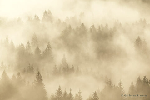 lumieres-sur-la-foret-guillaume-francois-photographe-nature-animalier © Guillaume François