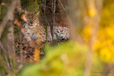 lynx-boreal-guillaume-francois-photographe-nature-animalier © Guillaume François