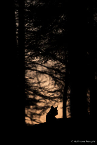 lynx-boreal-ombre-chinoise-sauvage-guillaume-francois-photographe-nature-animalier © Guillaume François