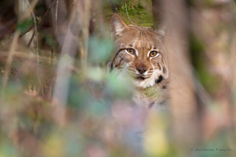 lynx-boreal-sauvage-guillaume-francois-photographe-nature-animalier-naturaliste © Guillaume François