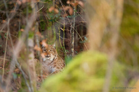 lynx-boreal-sauvage-guillaume-francois-photographe-nature-animalier © Guillaume François