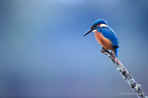 martin-pecheur-guillaume-francois-photographe-nature-sauvage-animalier-naturaliste (2) © Guillaume François