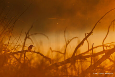 martin-pecheur-s-au-fil-de-l-eau-guillaume-francois-photographe-nature-sauvage-animalier-naturaliste © Guillaume François