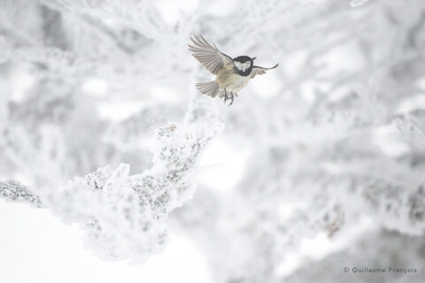 mesange-noire-glaciale-neige-hiver-guillaume-francois-photographe-nature-animalier-sauvage © Guillaume François