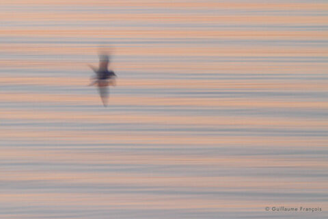 mouette-rieuse-guillaume-francois-photographe-nature-sauvage-animalier-naturaliste (2) © Guillaume François