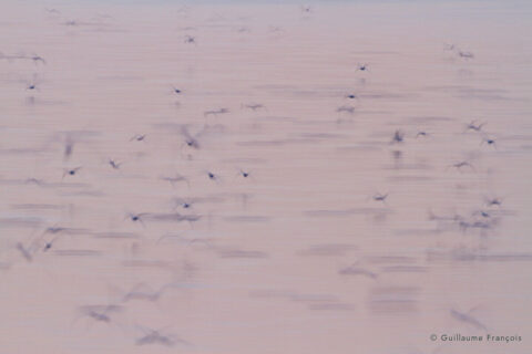 mouette-rieuse-guillaume-francois-photographe-nature-sauvage-animalier-naturaliste (3) © Guillaume François