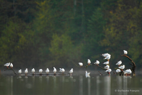 mouettes-rieuses-guillaume-francois-photographe-nature-sauvage-animalier-naturaliste © Guillaume François