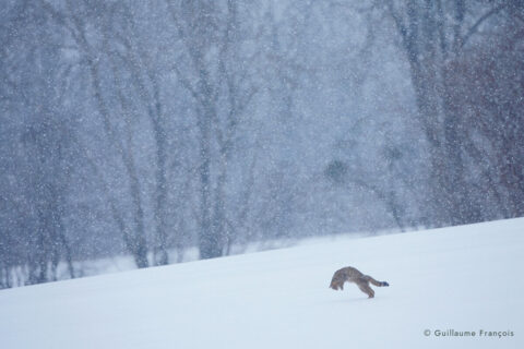 mulotage-chat-forestier-hiver-neige-guillaume-francois-photographe-nature © Guillaume François