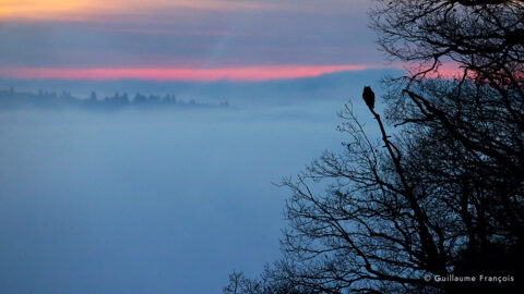 ombre-chinoise-Hibou-grand-duc-europe-sentinelle-guillaume-francois-photographe-nature-animalier 4 © Guillaume François