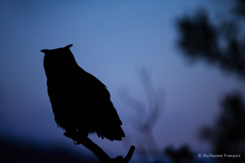 ombre-chinoise-Hibou-grand-duc-europe-sentinelle-guillaume-francois-photographe-nature-animalier © Guillaume François