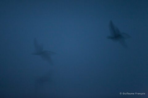 ombre-oiseaux-guillaume-francois-photographe-nature-sauvage-animalier-naturaliste (3) © Guillaume François