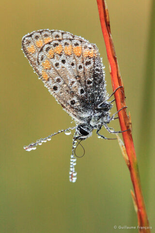 papillon-azure-guillaume-francois-photographe-nature-sauvage-animalier-naturaliste © Guillaume François
