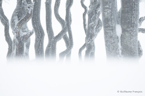 paysage-arbres-hiver-guillaume-francois-photographe-nature-animalier (2) © Guillaume François