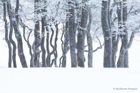 paysage-arbres-hiver-guillaume-francois-photographe-nature-animalier © Guillaume François