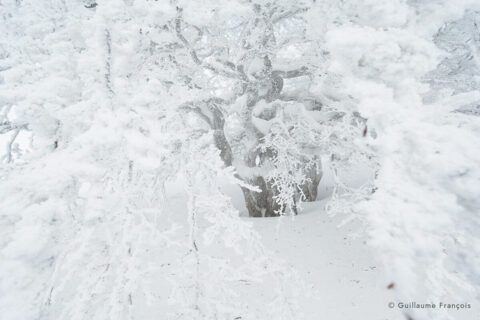 paysage-hetre-neige-hiver-guillaume-francois-photographe-nature-animalier © Guillaume François