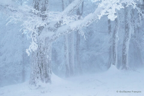 paysage-hiver-arbre-guillaume-francois-photographe-nature-animalier © Guillaume François