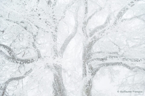 paysage-lunaire-sapins-neige-hiver-guillaume-francois-photographe-nature-animalier © Guillaume François