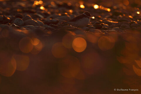 petit-gravelot-guillaume-francois-photographe-nature-sauvage-animalier-naturaliste © Guillaume François