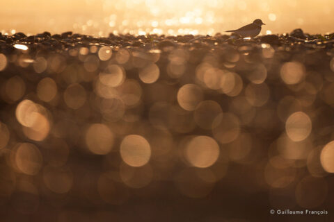 petit-gravelot-lumiere-guillaume-francois-photographe-nature-sauvage-animalier-naturaliste © Guillaume François