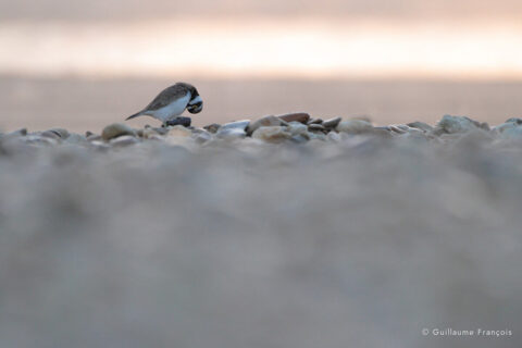 petit-gravelot-portrait-guillaume-francois-photographe-nature-sauvage-animalier-naturaliste © Guillaume François