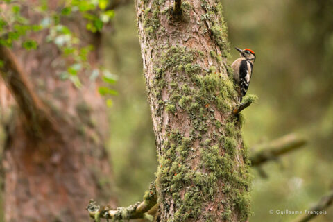 pic-epeiche-guillaume-francois-photographe-nature-animalier © Guillaume François