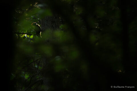 pic-noir-foret-guillaume-francois-photographe-nature-animalier © Guillaume François