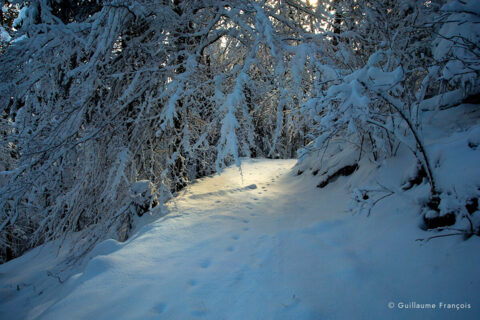 piste-voie-lynx-boreal-sauvage-guillaume-francois-photographe-nature-animalier © Guillaume François