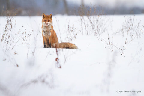 renard-roux-saut-mulotage-neige-hiver-guillaume-francois-photographe-nature-animalier © Guillaume François